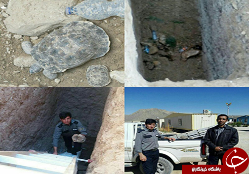 نجات جان لاک پشت مادر و ۳ قطعه بچه لاک پشت + عکس