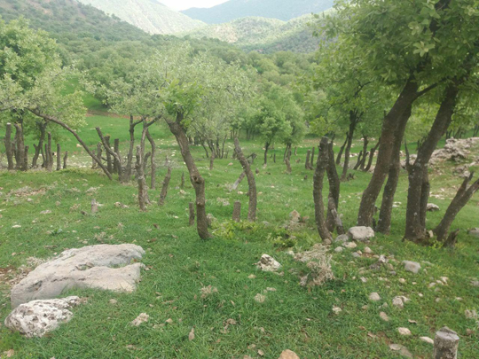 تصویری از درختان قطع شده بلوط در جنگل&zwnj;های بازفت