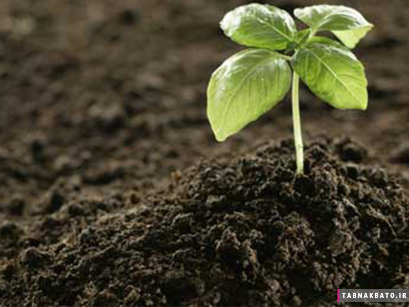 کاربردهای عجیب موی انسان؛ از دفع شر شیاطین تا ساخت جواهرات از موی مردگان+تصاویر