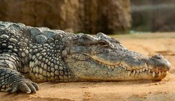فیلمی جالب از ماهیگیری کلاغ با قلاب