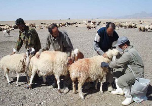 درمان بیش از 6 هزار رأس دام در خراسان جنوبی