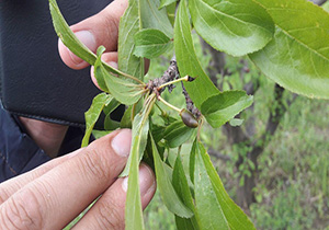 خسارت 300 میلیارد ریالی سرمازدگی به باغات اشنویه