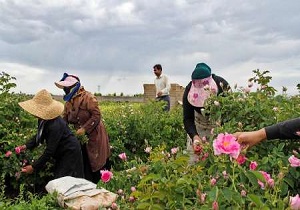 برداشت گل محمدی در نقطه‌ی صفر مرزی