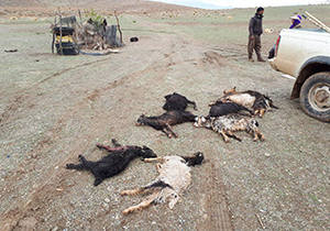 خسارت ۲۰ میلیون تومانی باران به عشایر