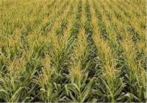 کشت ذرت علوفه‌ای در زاهدان