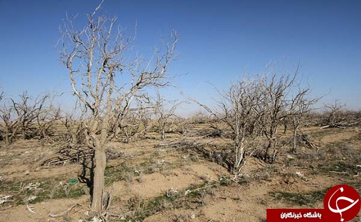 زنگ خطر خشکسالی در استان یزد