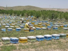 فعالیت ۲ هزار و ۱۷۰ زنبورستان در  استان زنجان