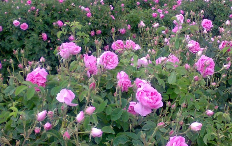 کشت گل محمدی در ۴۰ هکتار از اراضی نیشابور