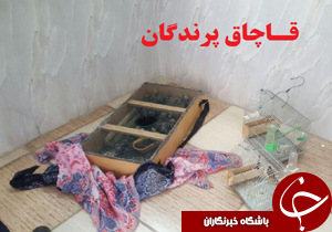 دستگیری ۳ قاچاقچی پرنده در شهرستان بروجرد
