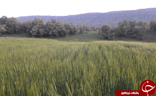 نمایی از طبیعت بهاری و سرسبز در کوهدشت + فیلم و تصاویر