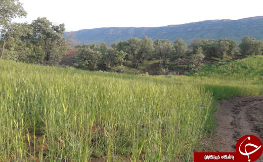نمایی از طبیعت بهاری و سرسبز در کوهدشت + فیلم و تصاویر