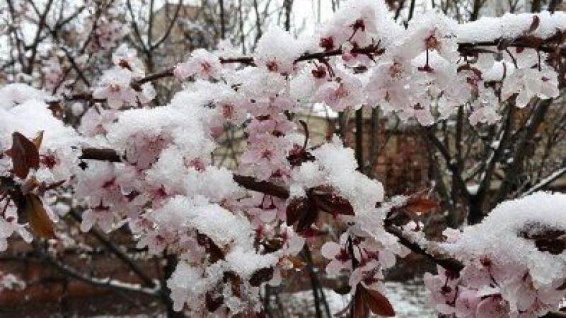 کمبود عرضه میوه های سردرختی عامل اصلی گرانی در بازار