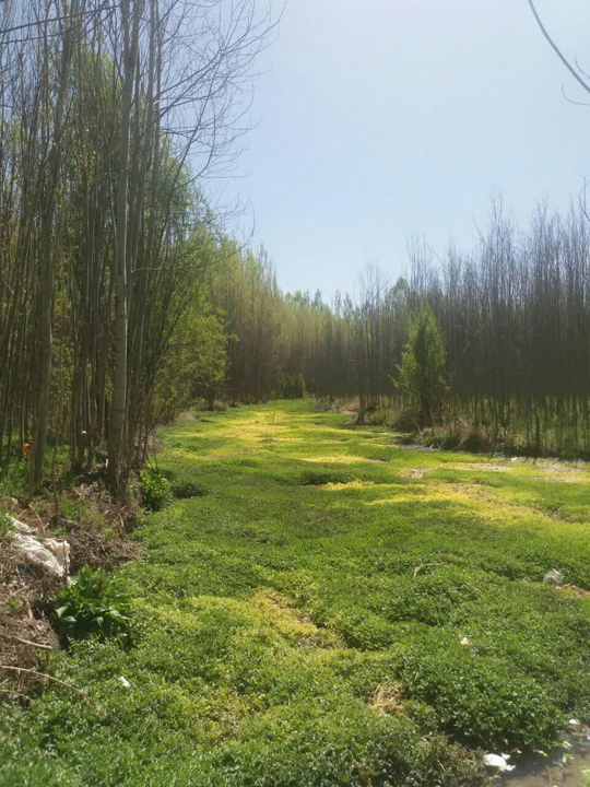تصاویری از طبیعت بهاری چهارمحال و بختیاری (۲)
