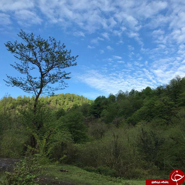 تصاویری از طبیعت سرسبز رودسر