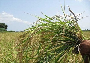 برداشت گندم از خرداد ماه ، در مناطق غربی استان سمنان آغاز می شود