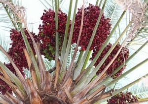 آغاز عملیات خوشه آرایی نخیلات در شادگان