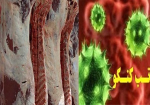 هشدار دامپزشکی قزوین درباره شیوع تب کریمه کنگو