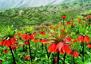 دشت لاله‌های واژگون در کوه سبزپوشان + فیلم