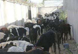 کشف احشام قاچاق در سراوان
