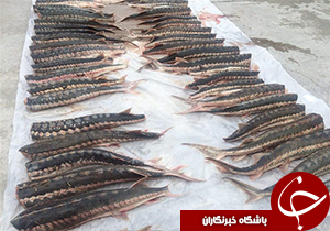 کشف پنج تن و ۵۰۰ کیلوگرم ماهی غیرمجاز در پلدختر
