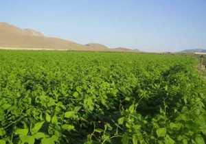 پیش بینی برداشت ۲۰۰ هکتار حبوبات در شهرستان بهار