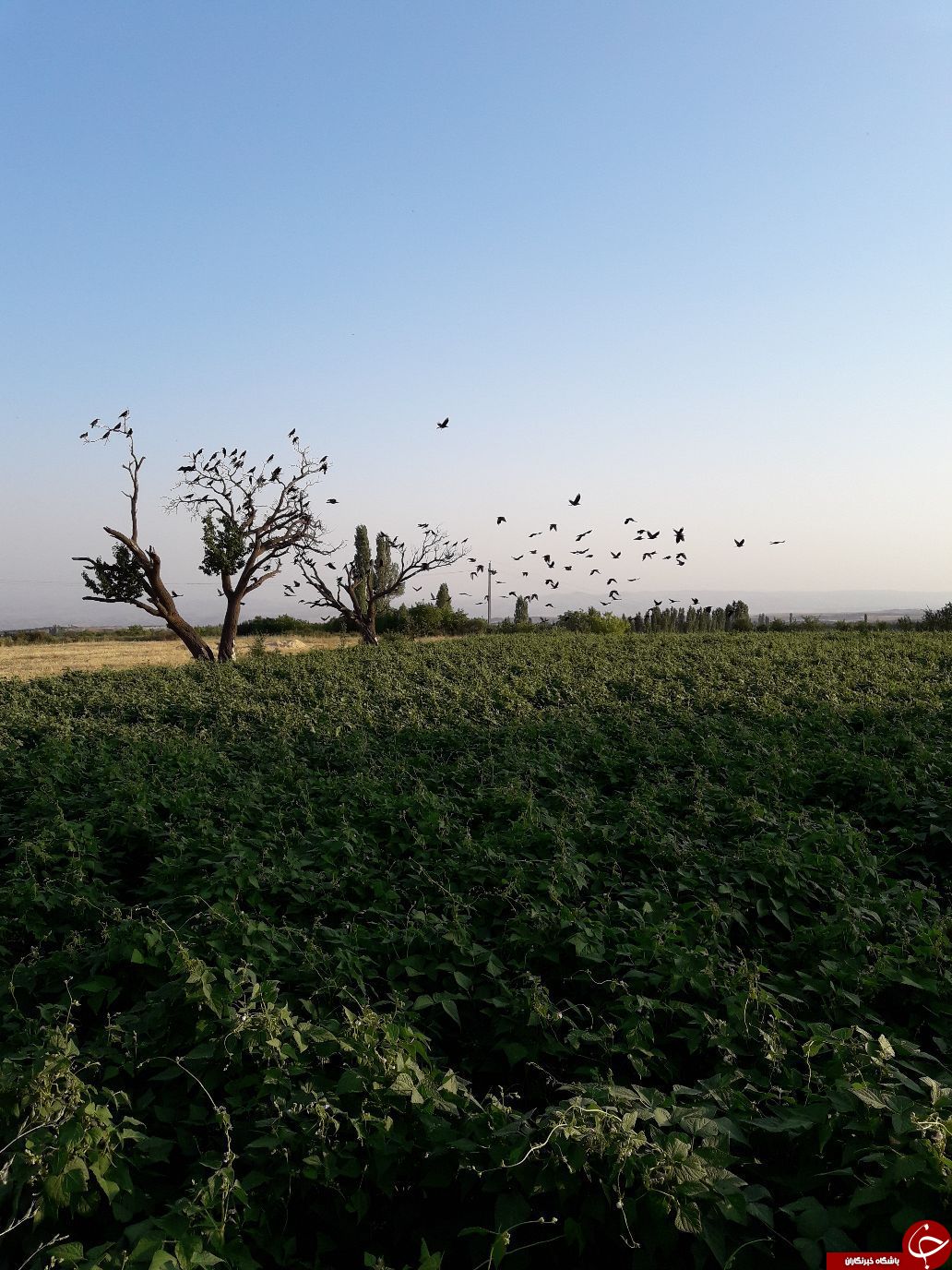 طبیعت جذاب و سرسبز در &laquo;بالسین&raquo; + تصاویر
