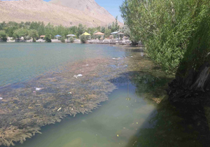 آغاز مبارزه با گیاه پرطاووسی سنبله‌ای در گرداب بن