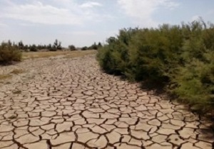 برداشت گندم در سیستان با کمباین مقرون به صرفه نیست
