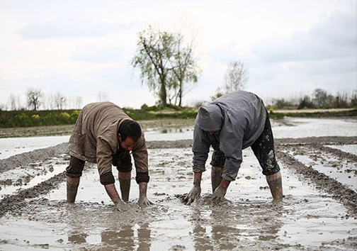 مدیریت مصرف آب در بخش کشاورزری مازندران با تغییر الگوی کشت