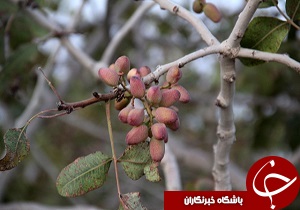 کاهش ۴۰ درصدی تولید پسته دراستان یزد