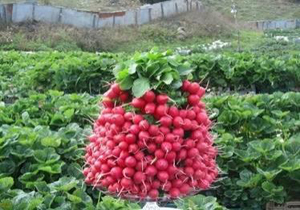 اجرای دهکده الگویی سبزی و صیفی در بابل