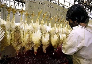 نظارت شرعی بر ذبح بیش از 800 هزار قطعه طیور در کشتارگاه های خراسان جنوبی