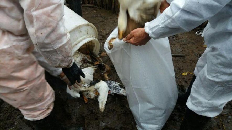 معدوم سازی طیور بومی مبتلا به بیماری آنفلوانزای مرغی در پلدشت