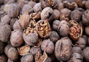 خلخال قطب تولید گردوی استان اردبیل است