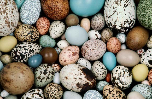 مقایسه ارزش تغذیه ای تخم پرندگان مختلف