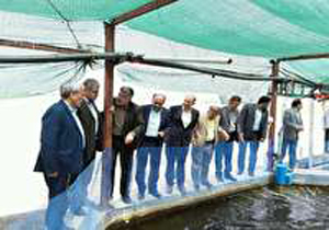 سرمایه گذاری یک میلیاردتومانی برای پرورش ماهی خاویاری در بابلسر
