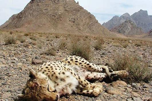 سربازان جان برکف حفظِ محیط زیست