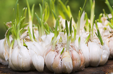 مظنه فروش سیر تازه در میادین میوه و تره بار