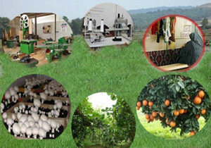 بیش از چهارهزار مددجو در دوره‌های آموزشی مهارت‌آموزی در یزد آموزش دیدند