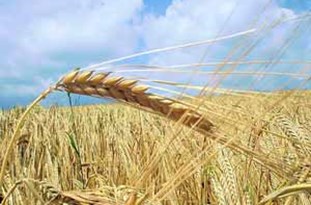 افزایش مراکز خرید تضمینی گندم در استان آذربایجان شرقی