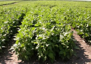 تسطیح لیزری اراضی، پیشرفتی چشمگیر در آبیاری سطحی