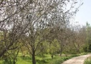 81 هزار میلیارد ریال به باغات کشور خسارت وارد شده است