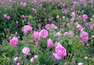 جشنواره گل و گلاب لایزنگان برگزار نمی‌شود