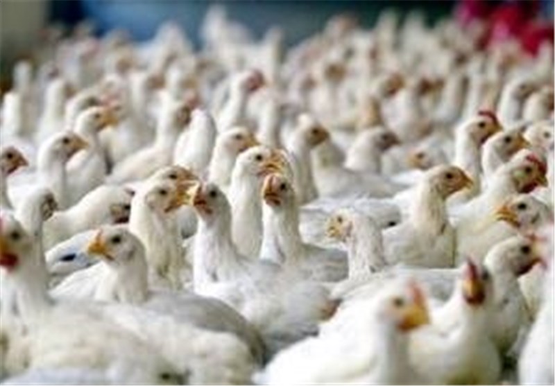 نرخ فروش گوشت مرغ مادر در بازار