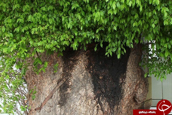 ثبت دو اصله درخت کهنسال مراغه در فهرست آثار ملی
