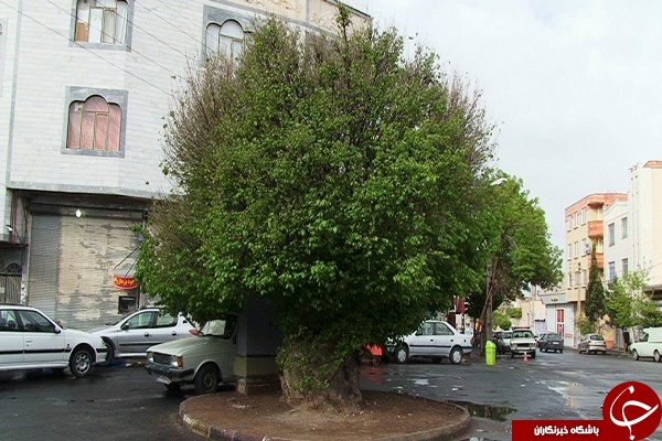 ثبت دو اصله درخت کهنسال مراغه در فهرست آثار ملی