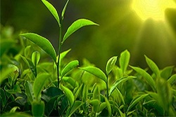 خودکفایی کشور در تولید داروی پارکینسون + فیلم