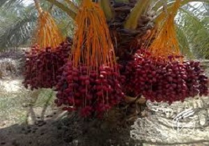 تولید۴۰ هزار تن خرما در سراوان