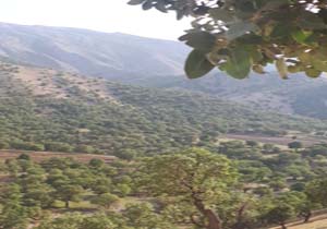 نمایی از طبیعت جذاب و بکر در محمودآباد + فیلم