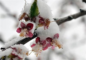 خسارات سرمازدگی بخش باغی بیش از ۶ هزار میلیارد تومان است